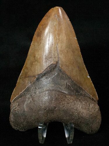 Good Quality Megalodon Tooth - Serrated #16237